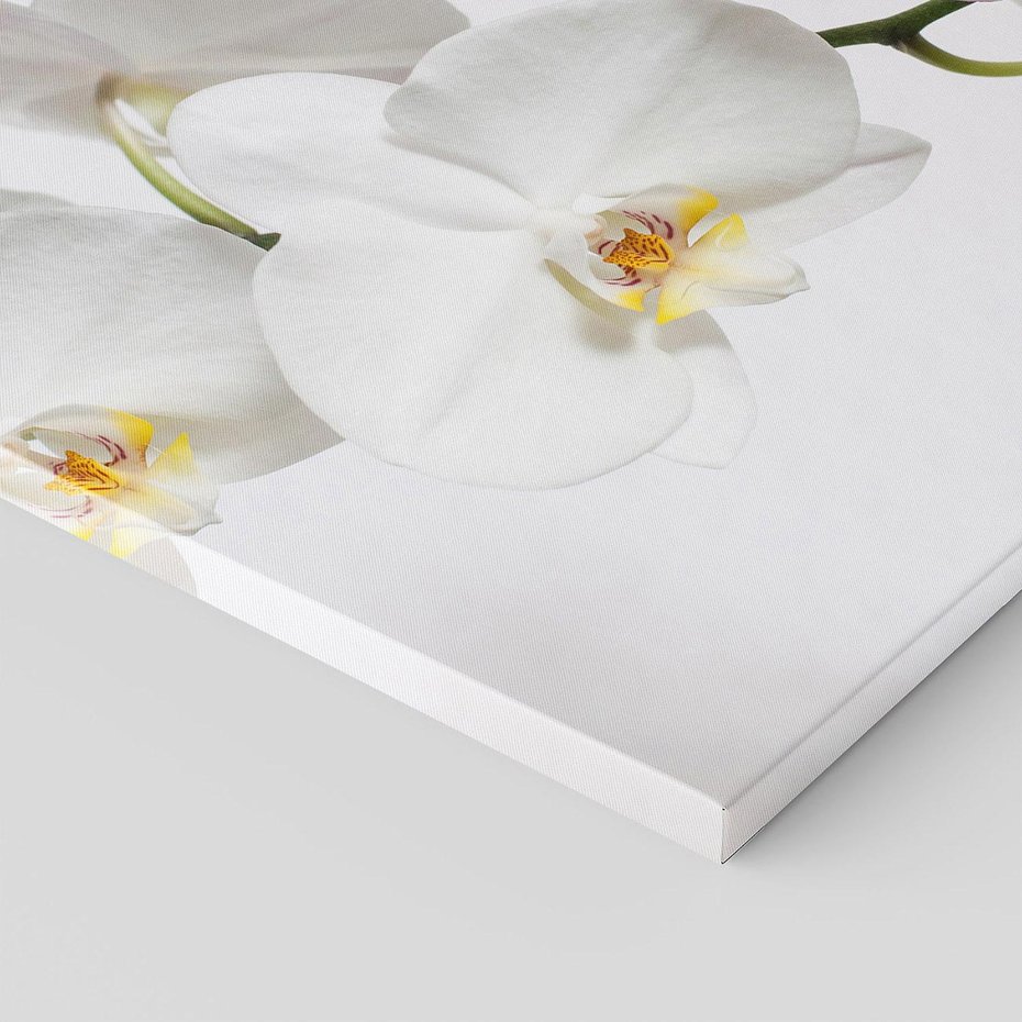 Obraz na płótnie 60x60 - Orchidea Kwiat - orchidea, kwiat