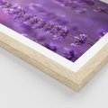 Plakat w ramie 30x40 - Fioletowa harmonia lawendy - lawenda, fiolet - rama drewno