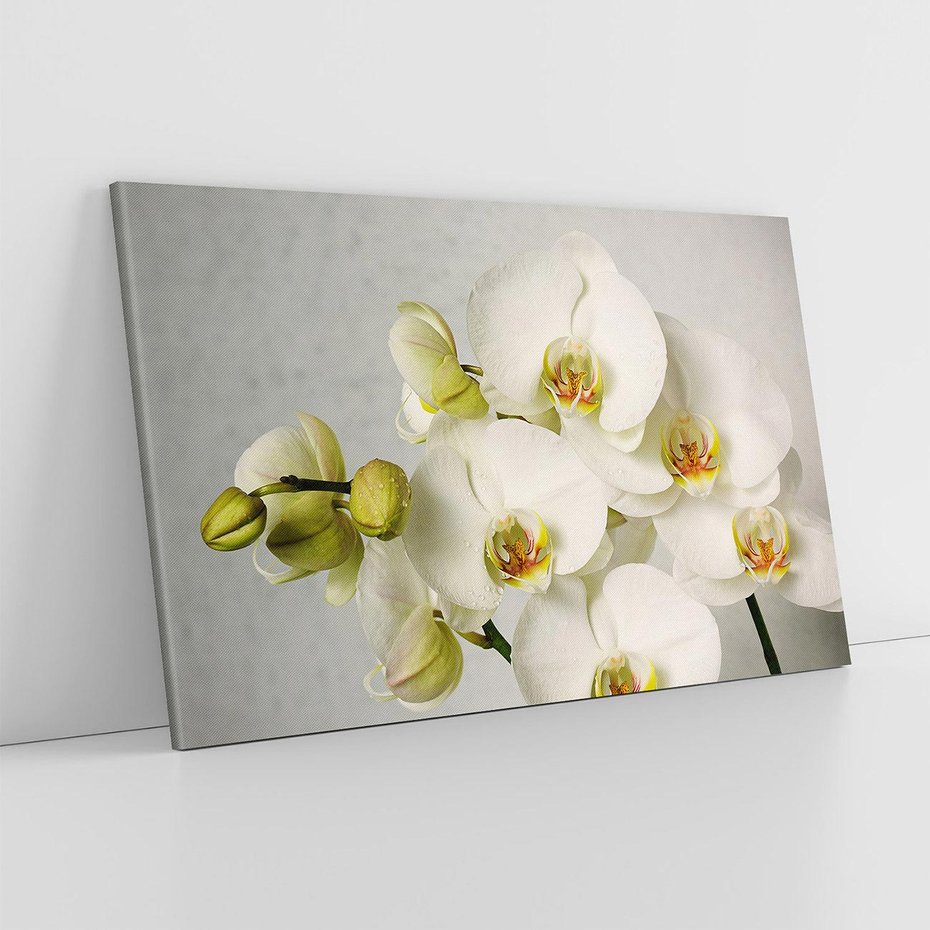 Obraz na płótnie 120x80 - Elegancka uroda orchidei - orchidea, kwiaty