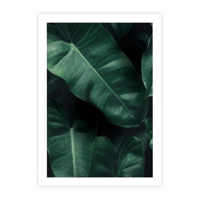 Plakat bez ramy 21x30 - Liście Bananowca - minimalizm, zielone liście bananowca
