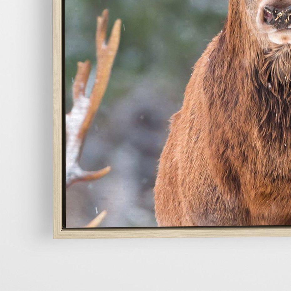 Obraz w ramie 80x120 - Monarcha Zimowej Dziczy - jeleń, zima - rama drewno