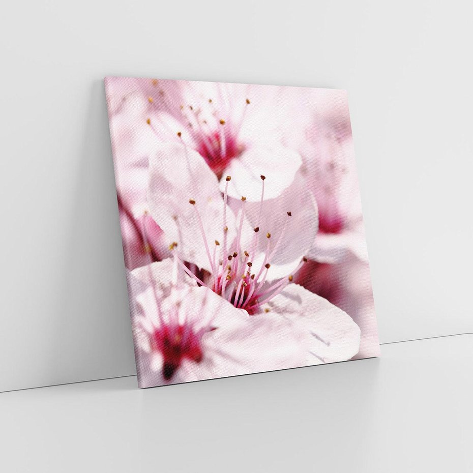 Obraz na płótnie 60x60 - Kwitnąca Wiśnia - kwiaty, kwitnąca