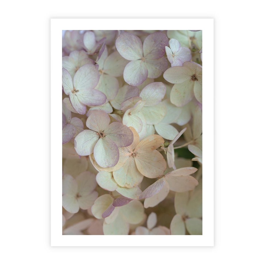 Plakat bez ramy 50x70 - Kwiatowy taniec - kwiaty, hortensje