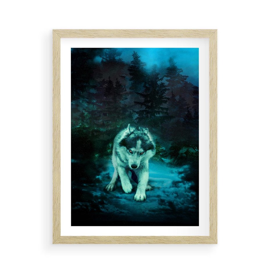 Plakat w ramie 50x70 - Siła i wdzięk natury - wilk, husky - rama drewno