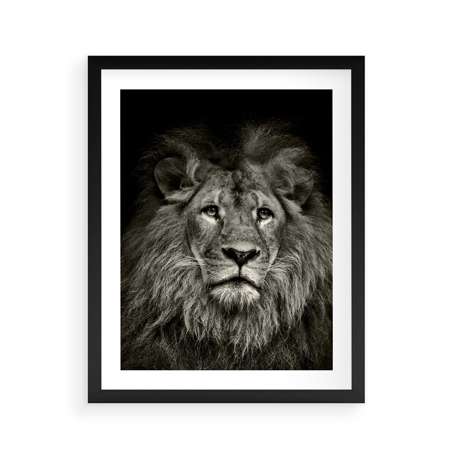 Plakat w ramie 40x50 - Moc lewego spojrzenia - lew, czarno - rama czarna