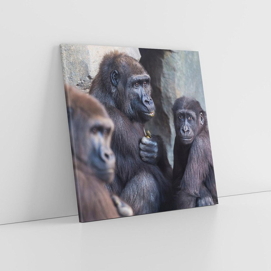 Obraz na płótnie 80x80 - Małpy w ich naturalnym środowisku - małpy, szympansy