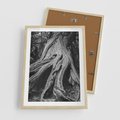 Plakat w ramie 50x70 - Siła Natury - czarno biała fotografia, korzenie wielkiego drzewa - rama drewno