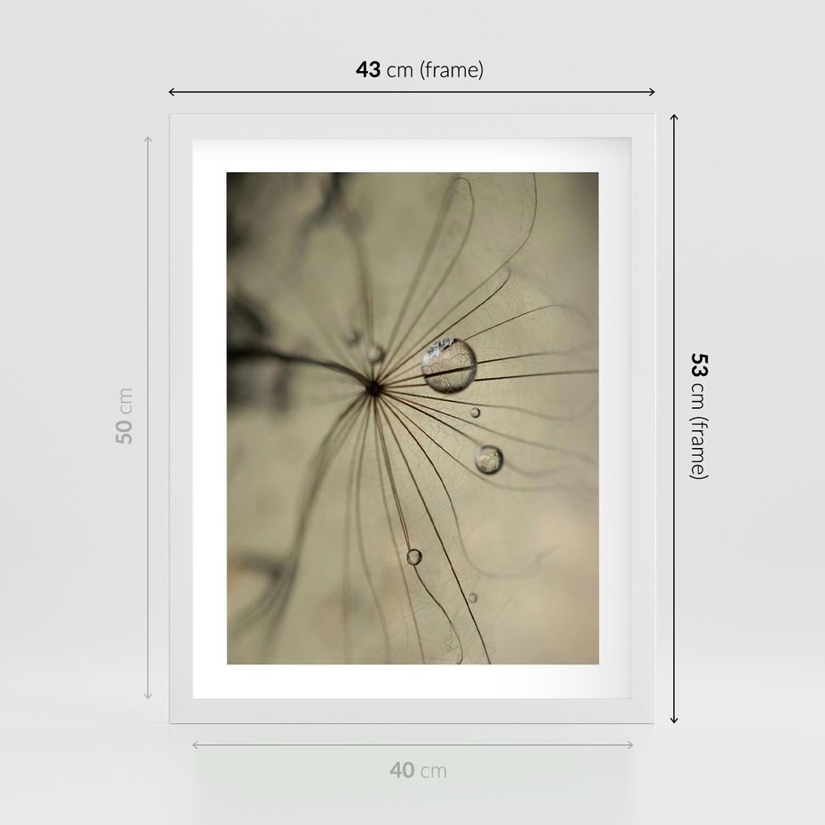 Plakat w ramie 40x50 - Delikatność dmuchawców - dmuchawce, krople - rama biała
