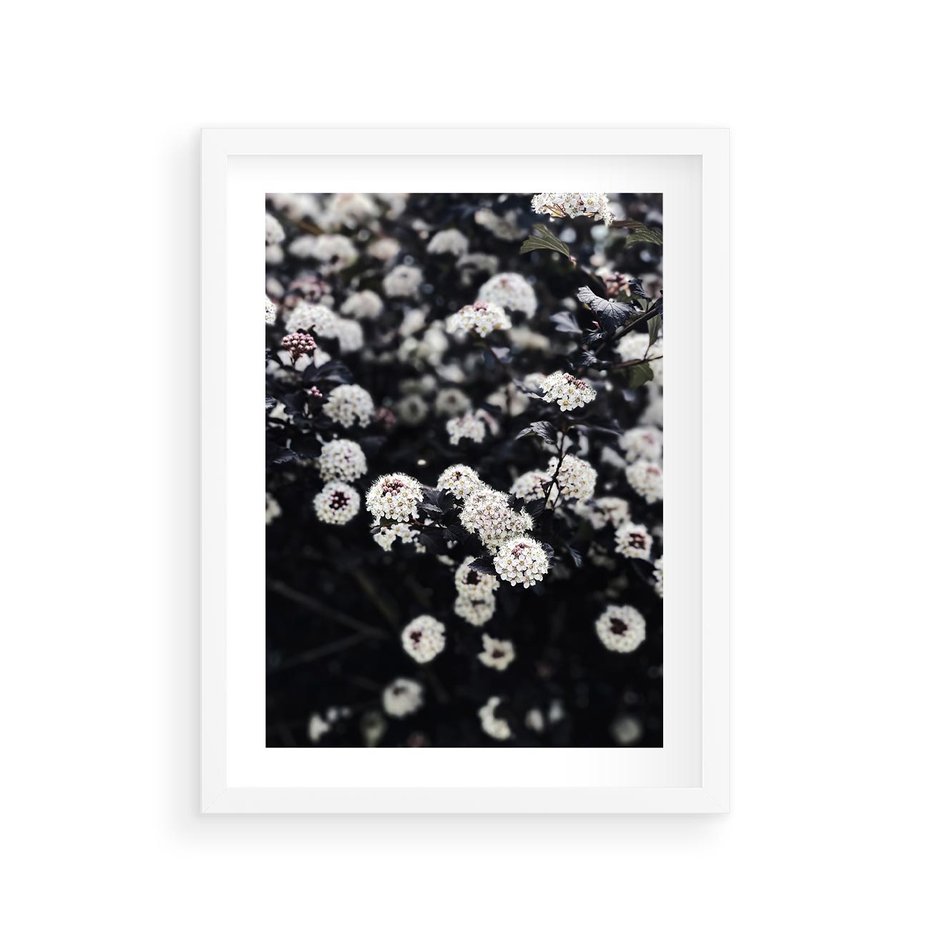 Plakat w ramie 30x40 - Białe Kwiaty na Kwitnącym Krzewie - białe kwiaty, kwitnący krzew - rama biała