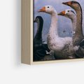 Obraz w ramie 80x80 - Spotkanie Wśród Piór - uchwycony moment, fotografia - rama drewno