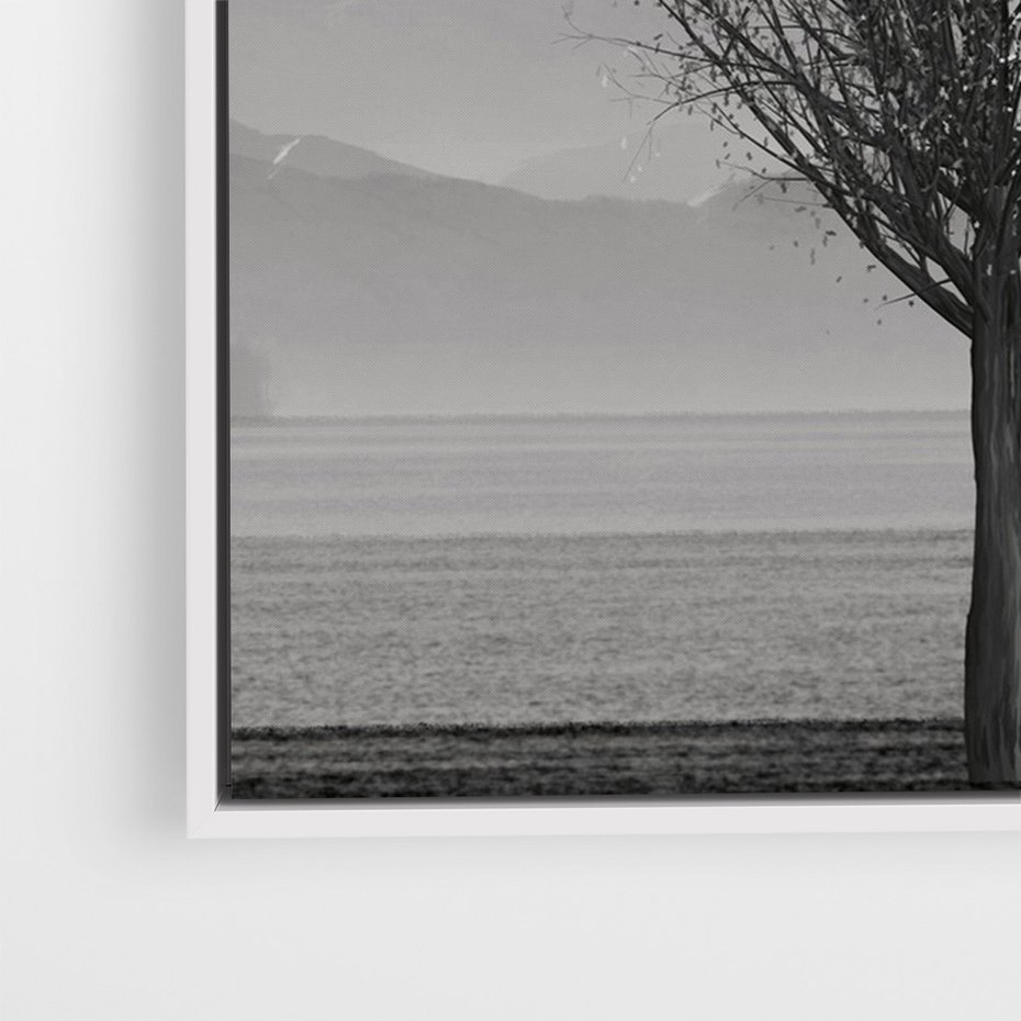 Obraz w ramie 70x100 - Samotne Drzewo - samotne drzewo w polu, czarno białe zdjęcie - rama biała