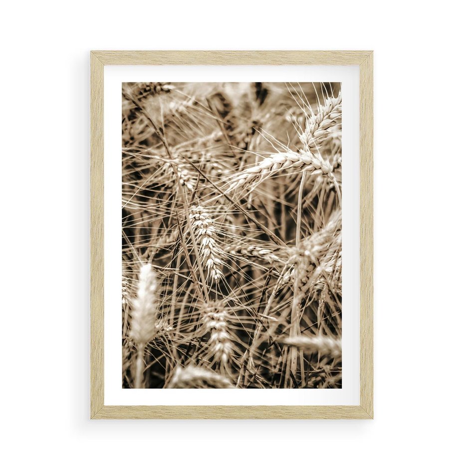 Plakat w ramie 50x70 - Zbliżenie na Kłosy Zboża - zboża, kłosy zboża - rama drewno