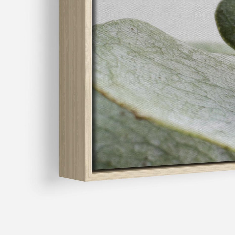 Obraz w ramie 100x70 - Eukaliptusowa zieleń - eukaliptus, zielone - rama drewno