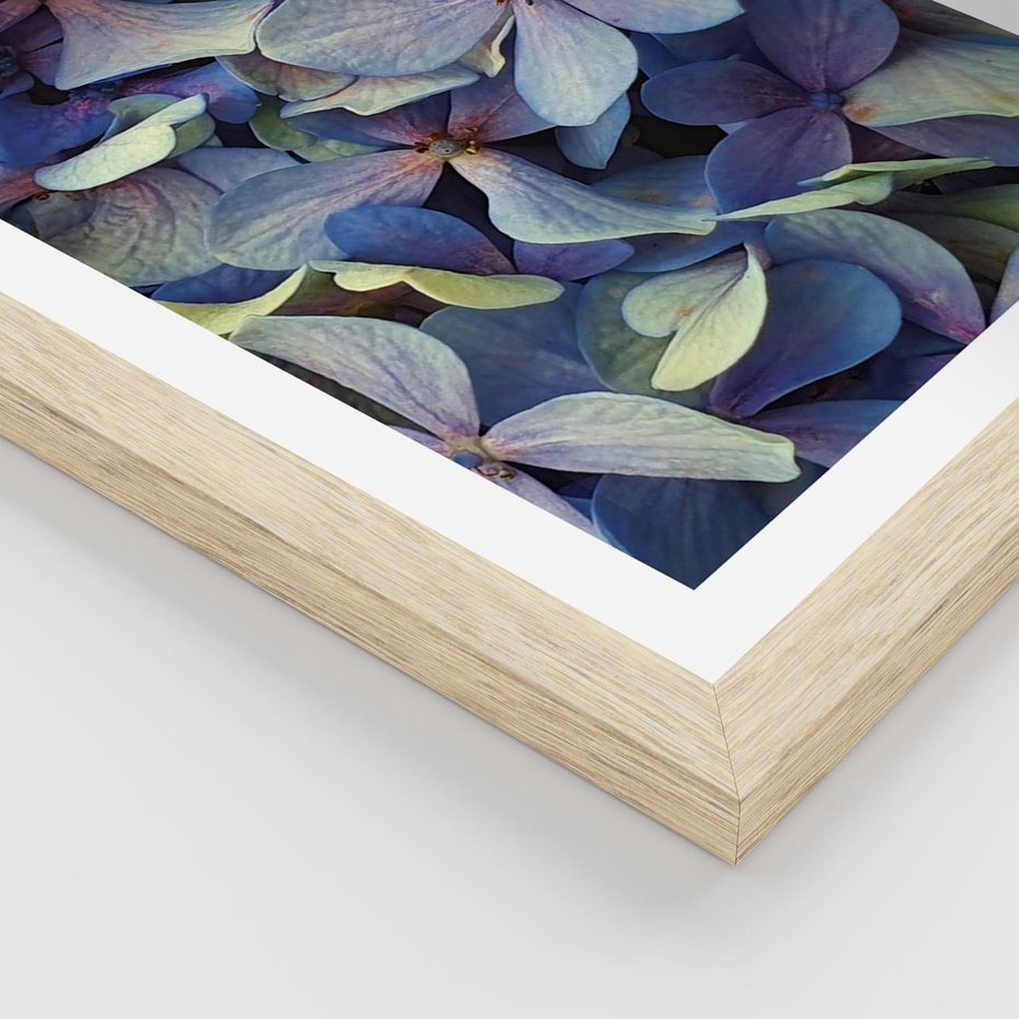 Plakat w ramie 40x50 - Hortensja - delikatność kwiatów - hortensja, kwiaty - rama drewno
