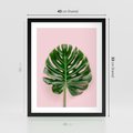Plakat w ramie 40x50 - Monstera w Różowym Świetle - liść monstery, różowe tło - rama czarna
