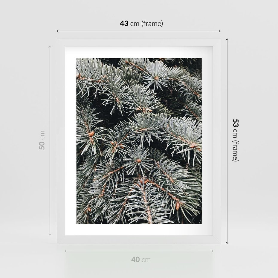 Plakat w ramie 40x50 - Zima na Gałęziach - sosnowe gałęzie, igły - rama biała