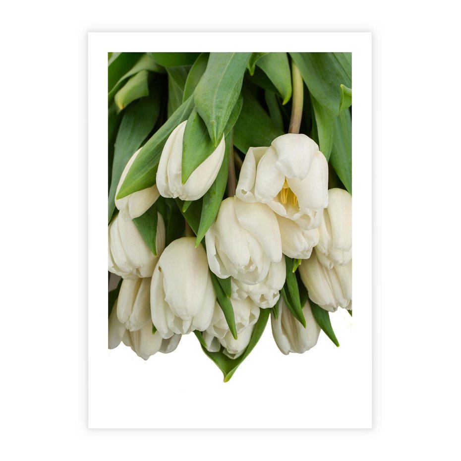 Plakat bez ramy 30x40 - Białe tulipany w pełnym rozkwicie - białe, tulipany