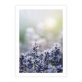 Plakat bez ramy 21x30 - Delikatna Uroda Natury - wrzosy, fiolet