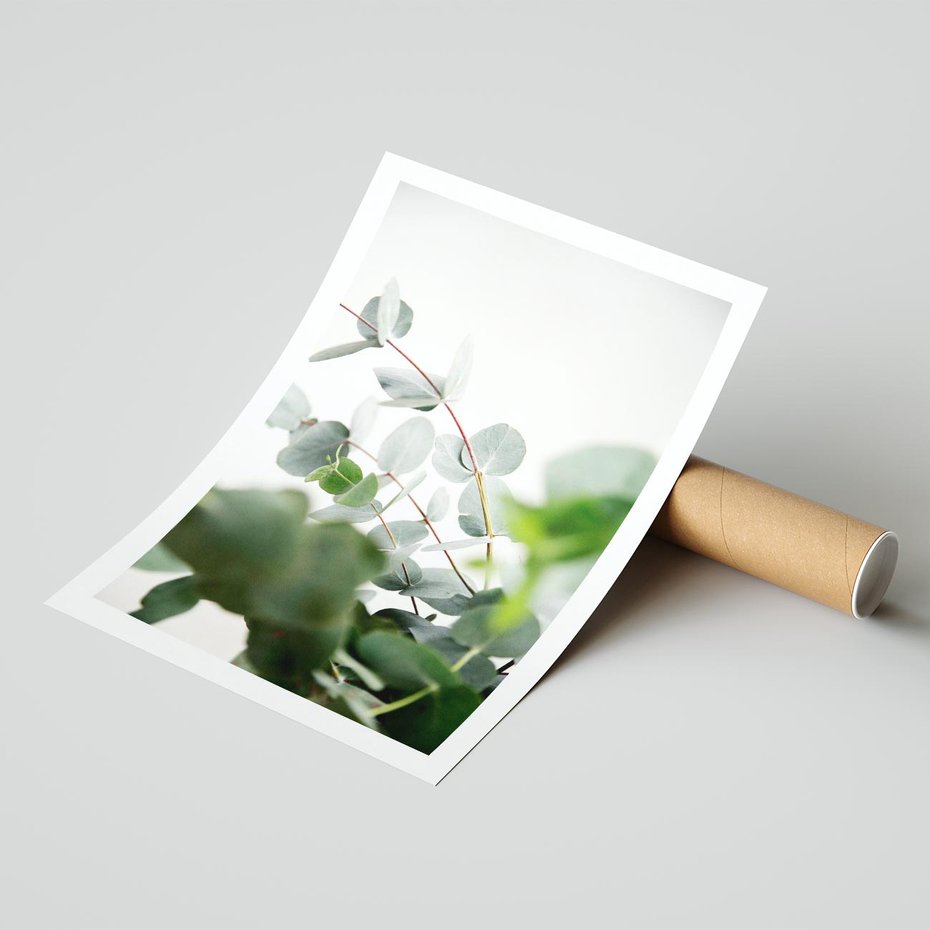 Plakat bez ramy 21x30 - Zielony Świat Eukaliptusa - eukaliptus, fotografia