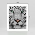 Plakat bez ramy 40x50 - Magia Białego Tygrysa - biały, tygrys