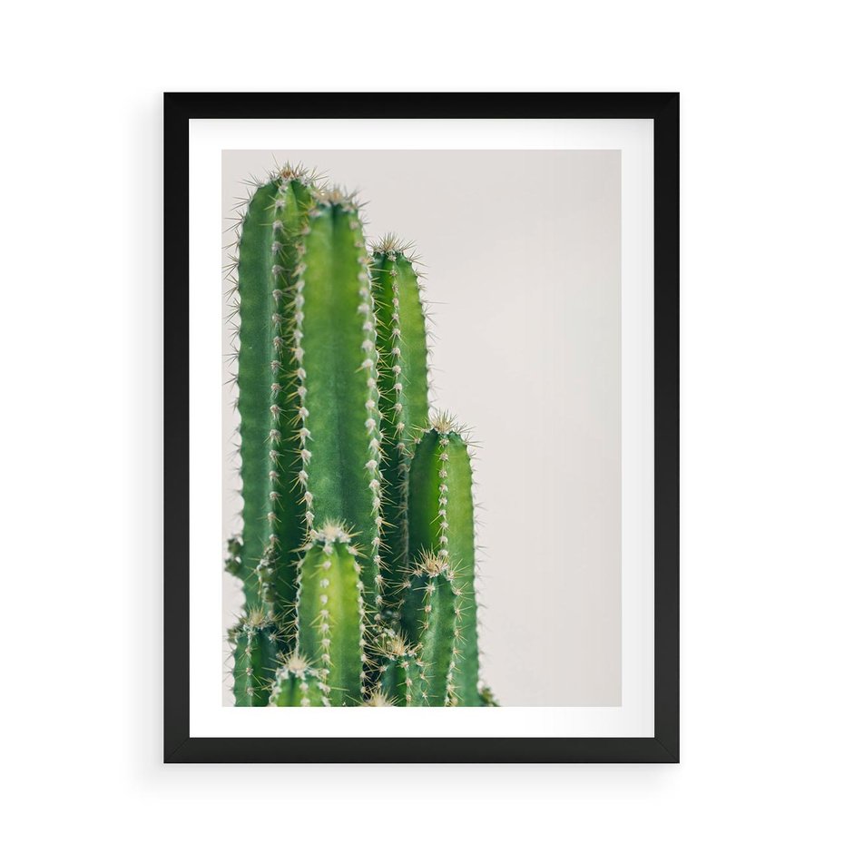 Plakat w ramie 50x70 - Minimalistyczne Kaktusy na Białym Tle - kaktusy, minimalistyczna fotografia - rama czarna