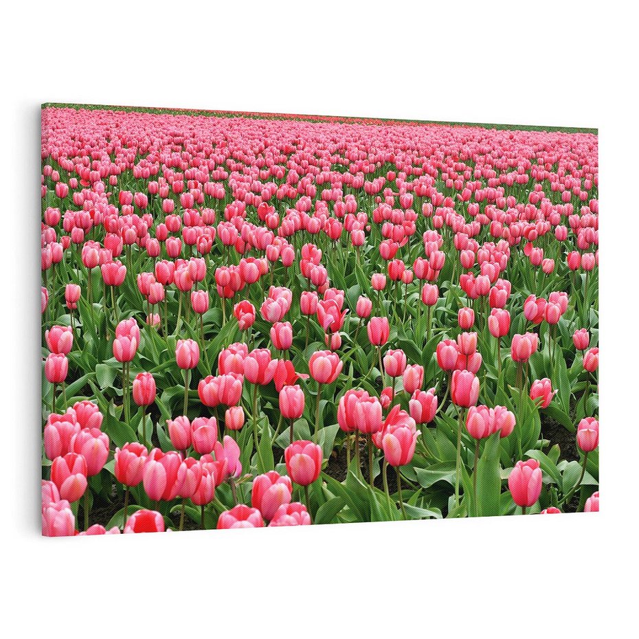 Obraz na płótnie 70x50 - Tulipanowe Elegancja - tulipany, kwiat