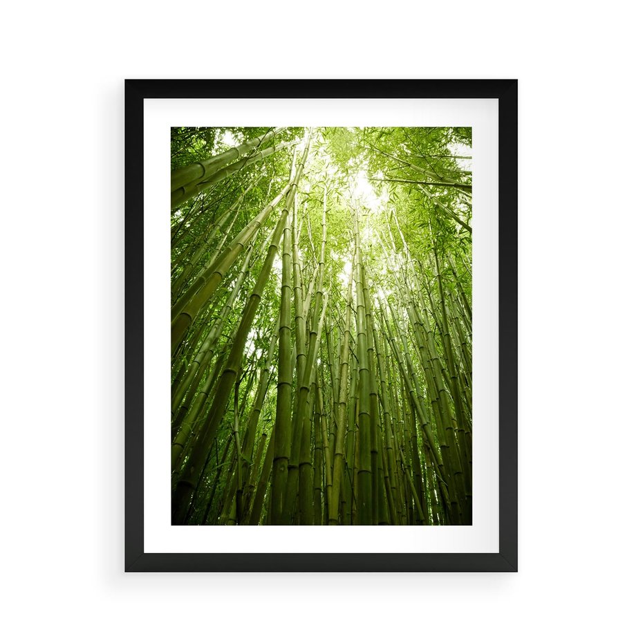 Plakat w ramie 40x50 - Siła Natury - drzewa, las - rama czarna