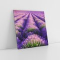 Obraz na płótnie 70x70 - Malownicze Pole Lawendy - lawenda, pole