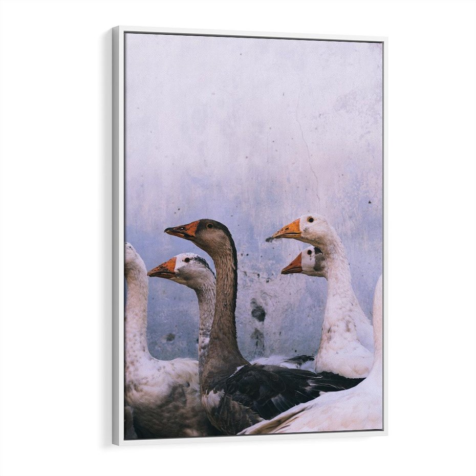 Obraz w ramie 80x120 - Spotkanie Wśród Piór - uchwycony moment, fotografia - rama biała