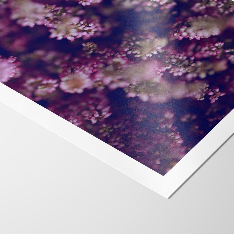 Plakat bez ramy 50x70 - Wrzosowa Delikatność - wrzosy, kwiaty