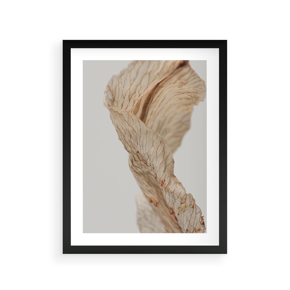 Plakat w ramie 30x40 - Suszone piękno - susz, suche - rama czarna