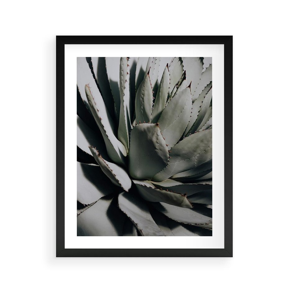 Plakat w ramie 40x50 - Sukulenty wśród kaktusów - sukulenty, kaktusy - rama czarna