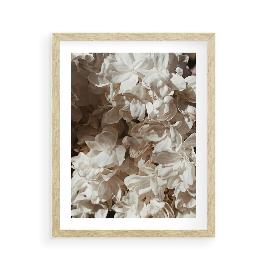 Plakat w ramie 40x50 - Płatki w Detalu - białe kwiaty, zbliżenie - rama drewno