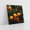 Obraz na płótnie 40x40 - Mandarynki na Drzewku - Owoce Pory Roku - mandarynki, drzewko