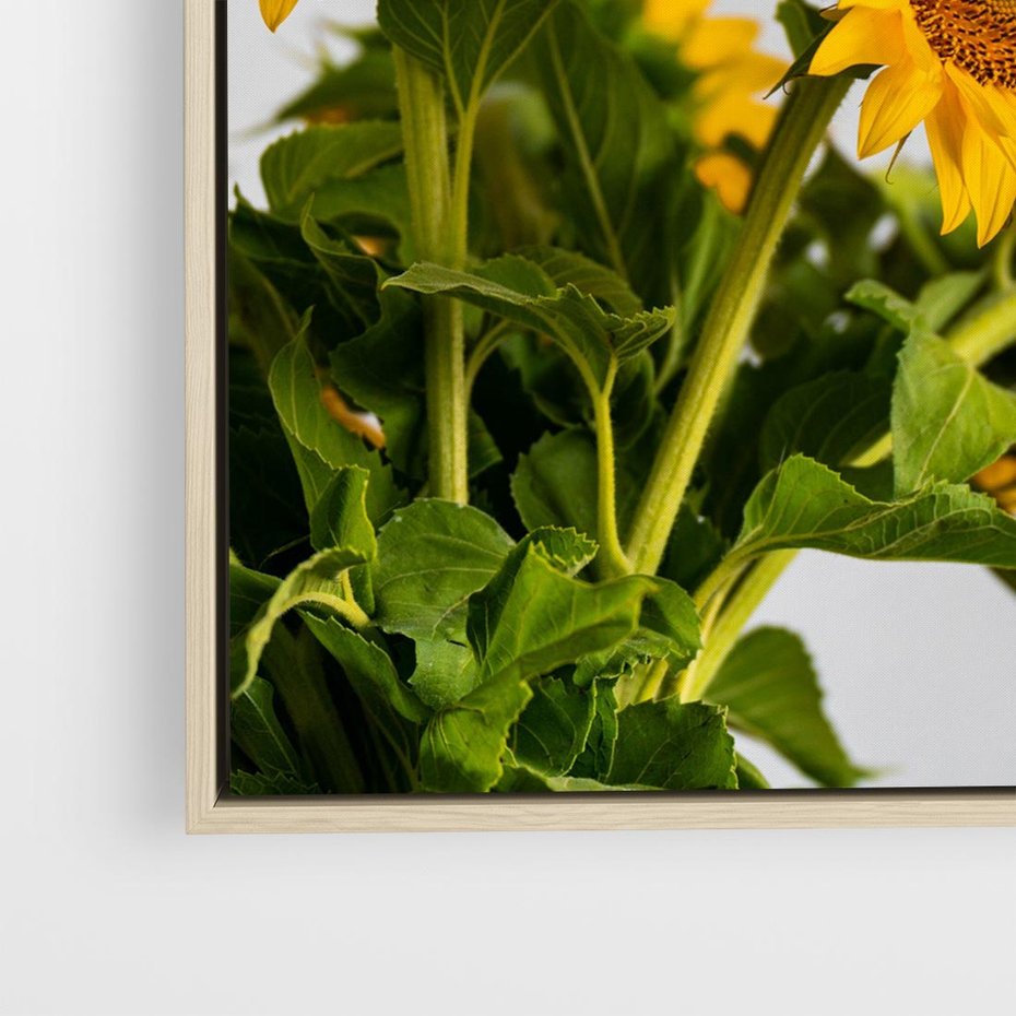 Obraz w ramie 50x50 - Słoneczna Radość - fotografia, żółte słoneczniki - rama drewno