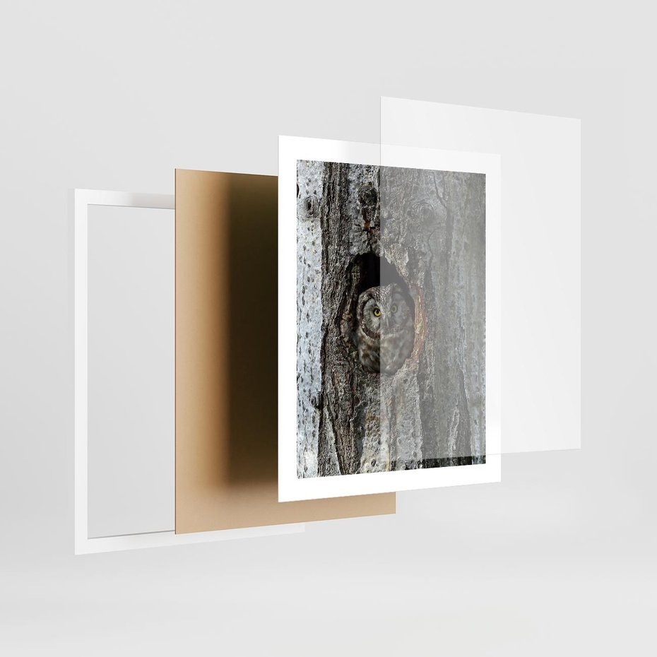 Plakat w ramie 40x50 - Tajemniczy W świecie Nocy - sowa, dziupla - rama biała