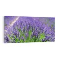 Obraz na płótnie 140x70 - Lawendowe pola piękno natury - lawenda, kwiaty