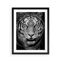 Plakat w ramie 40x50 - Tygrys Czarno-Biały: Siła i Delikatność - tygrys, czarno - rama czarna