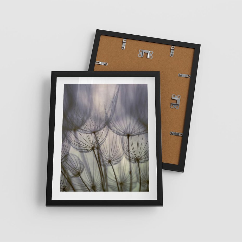 Plakat w ramie 40x50 - Makro dmuchawiec - piękno drobnych detali - dmuchawce, makro - rama czarna