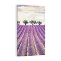 Obraz na płótnie 80x120 - Uroda Lawendy: Kwiatowy Cud Natury - lawenda, kwiaty