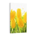 Obraz na płótnie 80x120 - Tulipany - szczyt kwiatowego piękna - tulipany, kwiaty