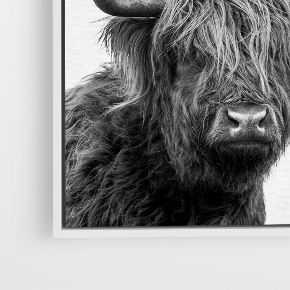 Obraz w ramie 50x50 - Moc i Spokój - amerykańskie bydło, byk - rama biała