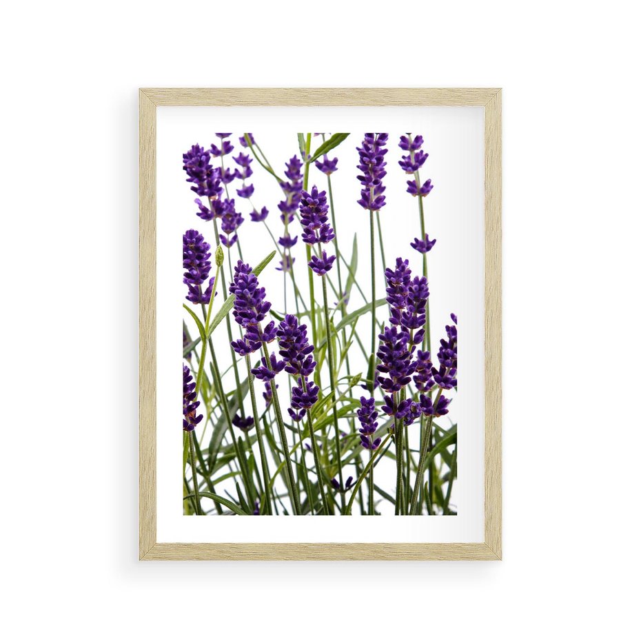 Plakat w ramie 30x40 - Fioletowa harmonia lawendy - lawenda, fiolet - rama drewno