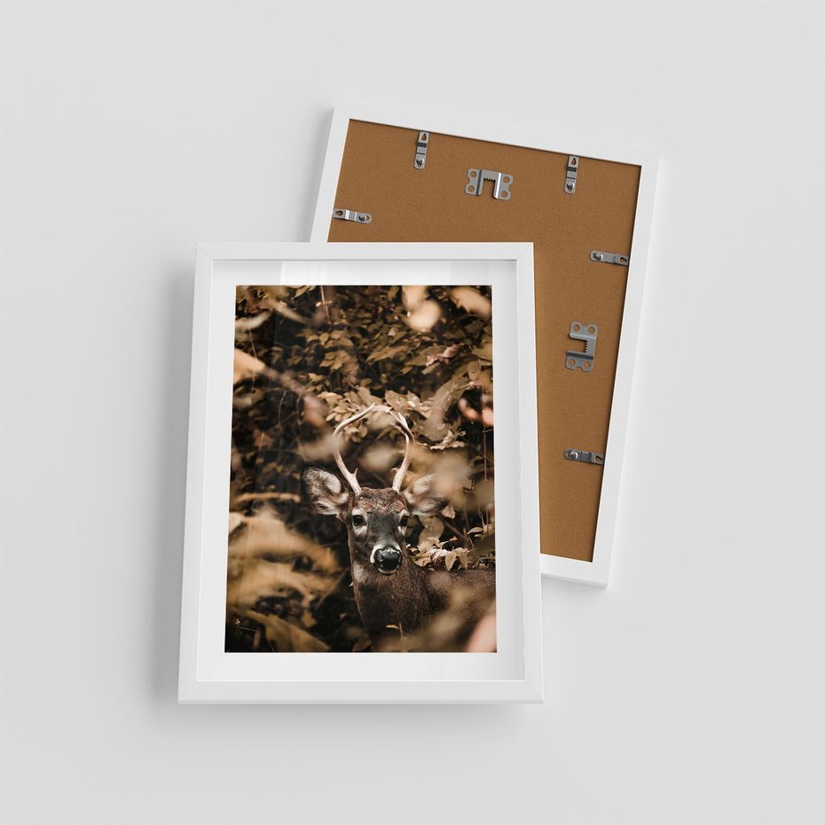 Plakat w ramie 30x40 - Jesienny Jeleń w Lesie - jeleń, w lesie - rama biała