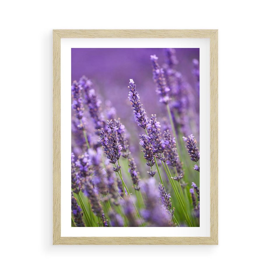 Plakat w ramie 50x70 - Urok lawendy - lawenda, kwiaty - rama drewno