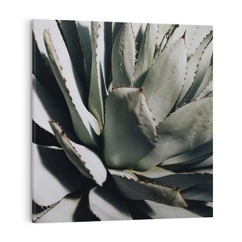 Obraz na płótnie 70x70 - Sukulenty wśród kaktusów - sukulenty, kaktusy