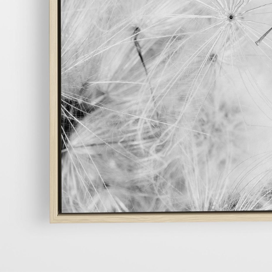 Obraz w ramie 50x50 - Zdmuchnięty Puch - dmuchawce, delikatne - rama drewno