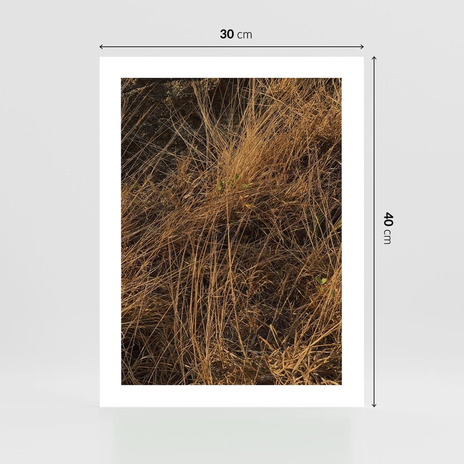 Plakat bez ramy 30x40 - Szlachetna Suchość Traw - trawy, suche trawy