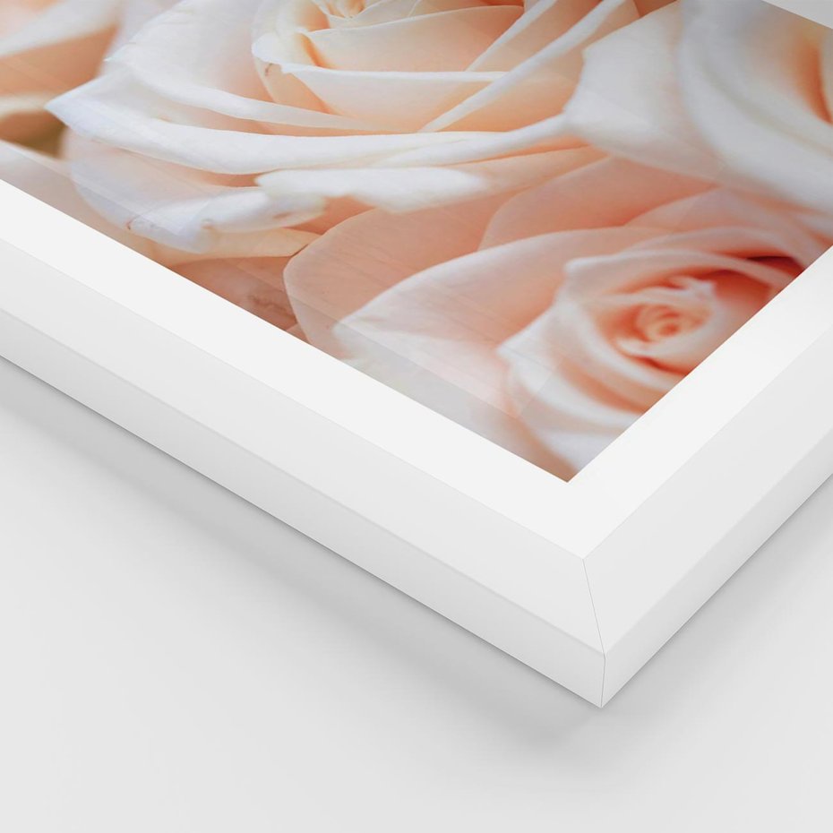 Plakat w ramie 50x70 - Aromatyczna Piękność - płatki herbacianej róży, kwiaty - rama biała