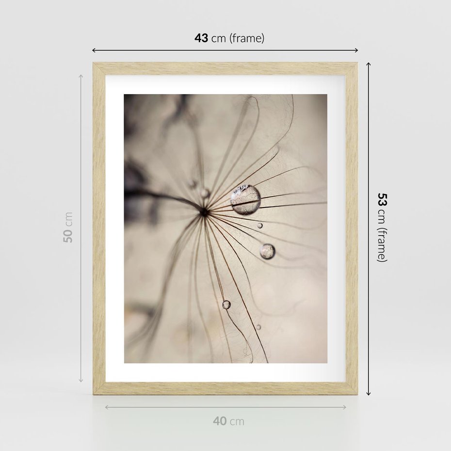 Plakat w ramie 40x50 - Makro Uroda: Kropla na Dmuchawcu - zbliżenie makro, kropla wody na ziarenku dmuchawca - rama drewno